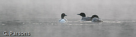 Loons in morning mist