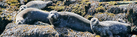 Seals Basking